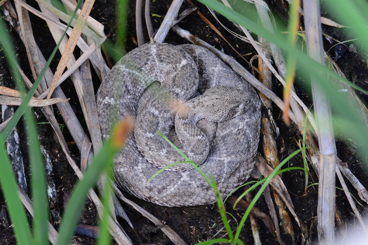 Crotalus atrox